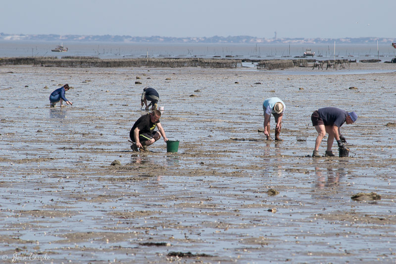 Pêche à pied à Noirmoutier (avril)